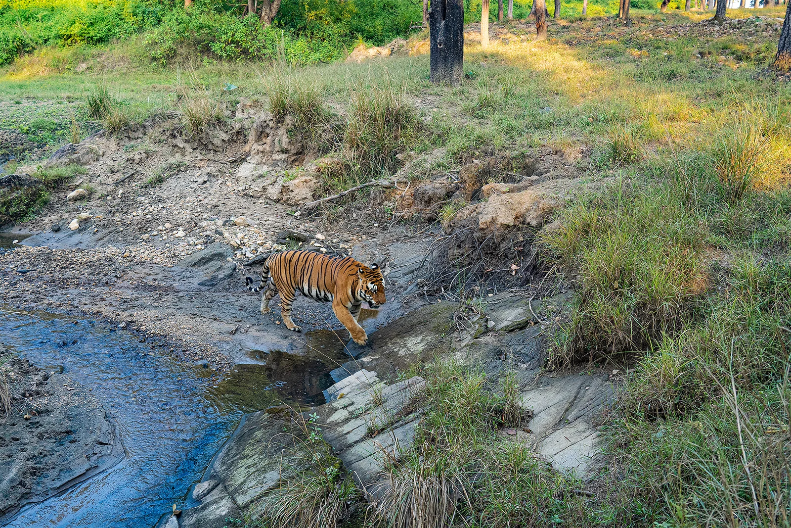 Best Tiger Safari in India Explore the Wild Majesty of the Bengal Tiger
